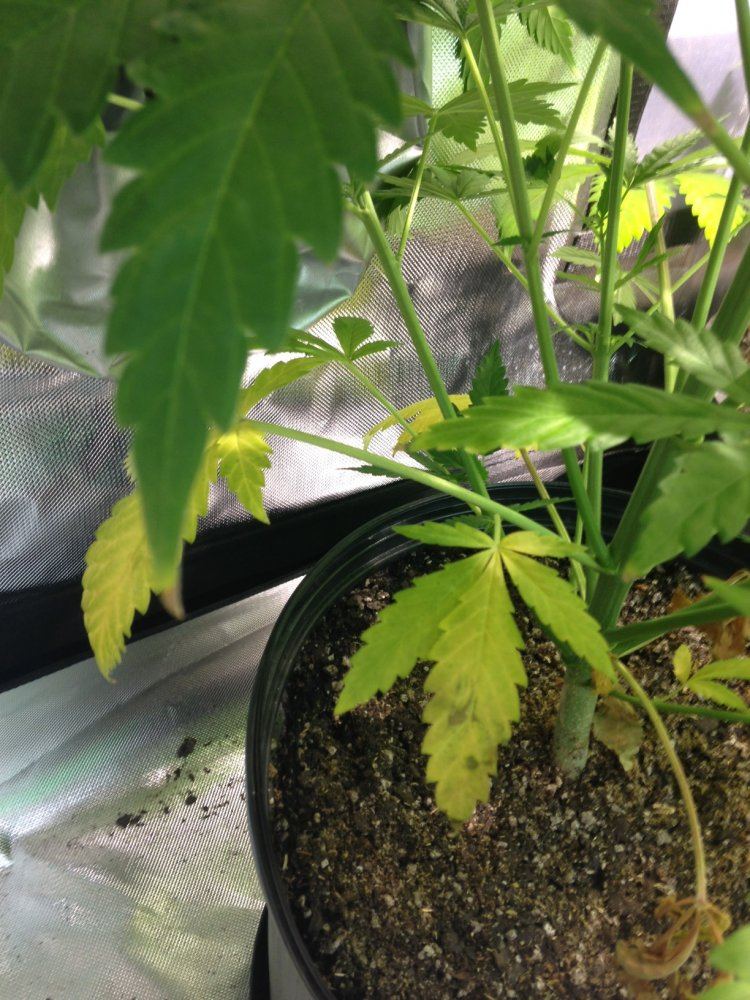 Issues with bottom leaves turning yellow 5
