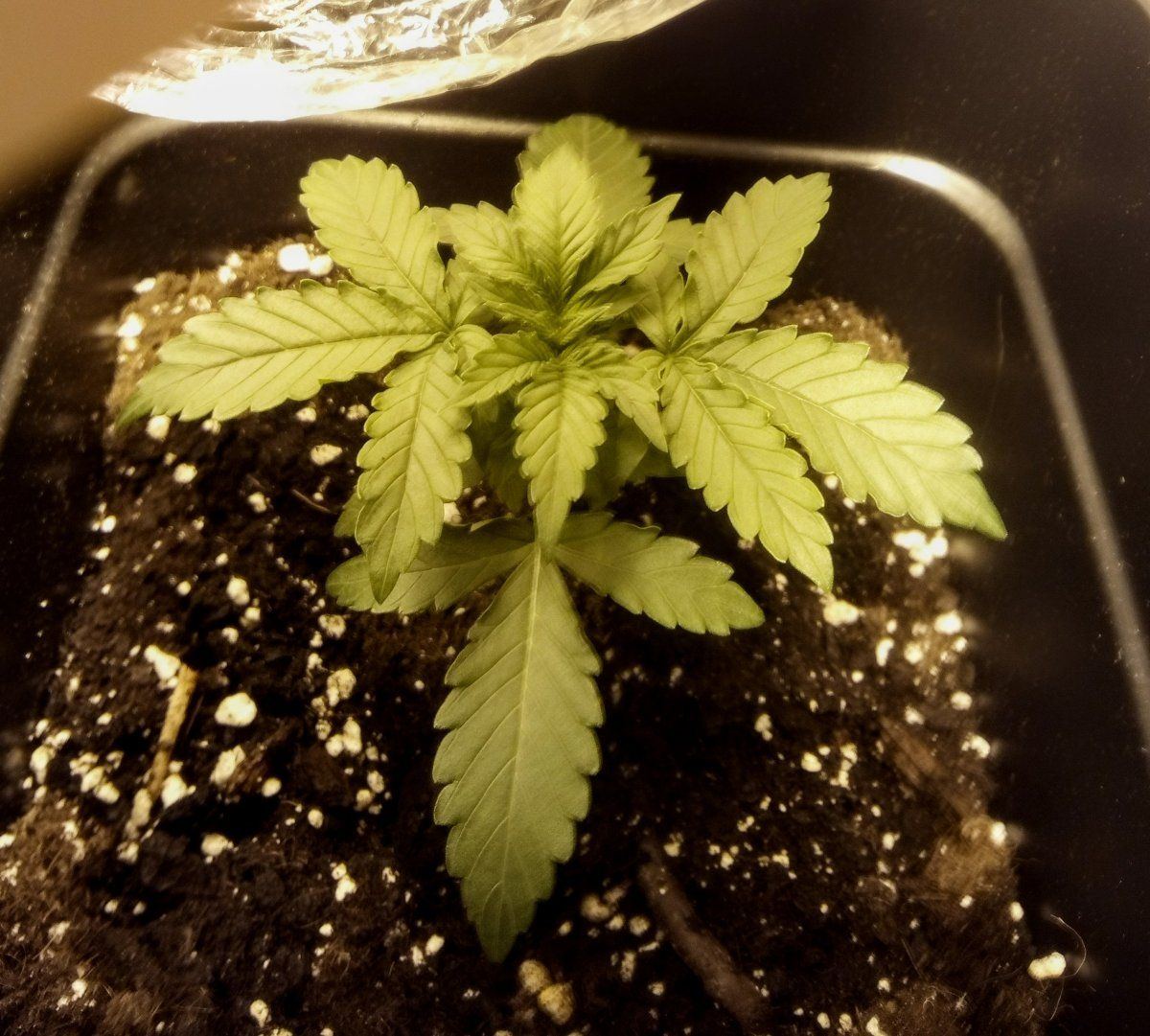 Issues with first grow whole thing doomed already 7