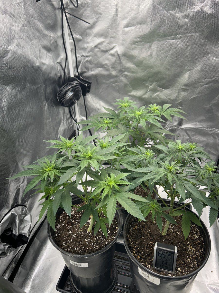 Issues with malefemale plants help 3