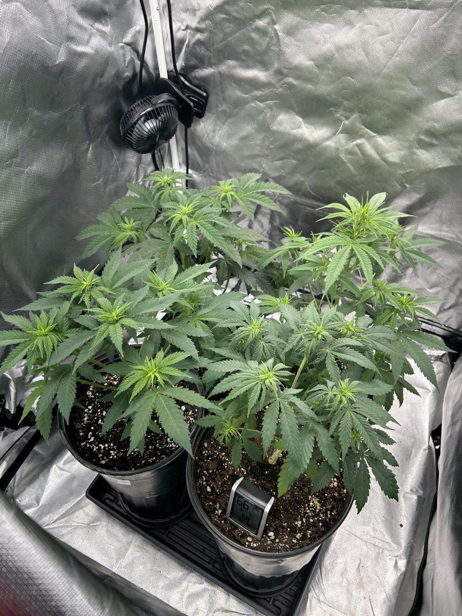 Issues with malefemale plants help 4