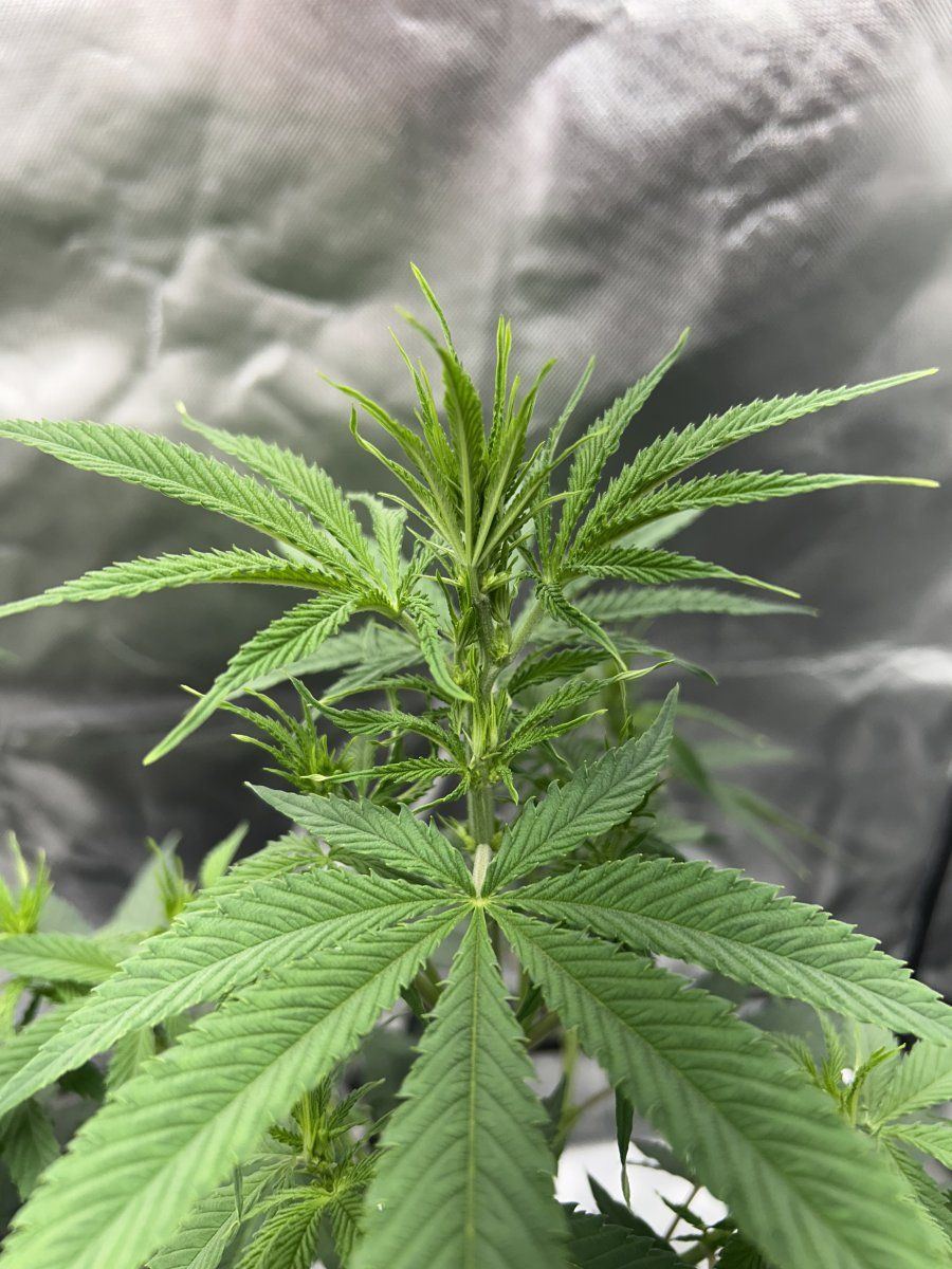 Issues with malefemale plants help 5
