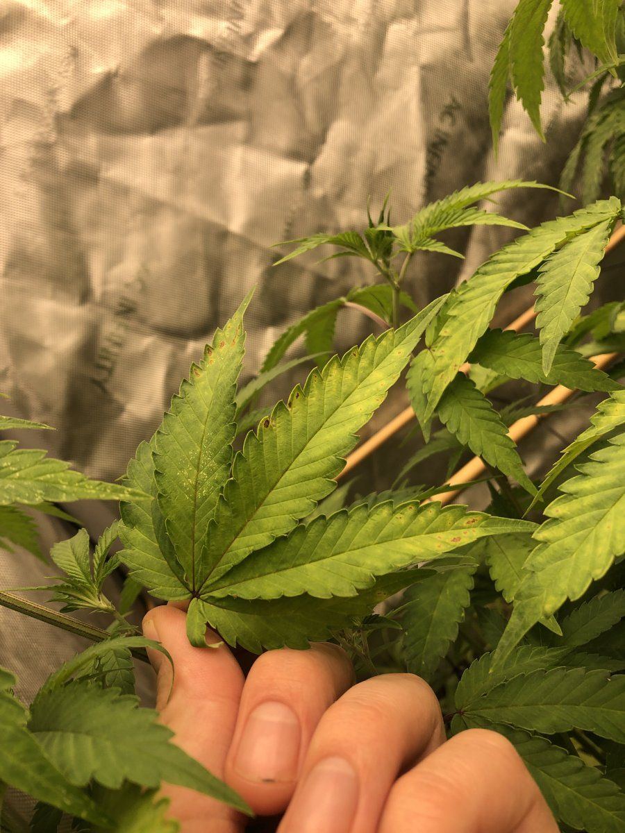 Issues with one of my plants 2