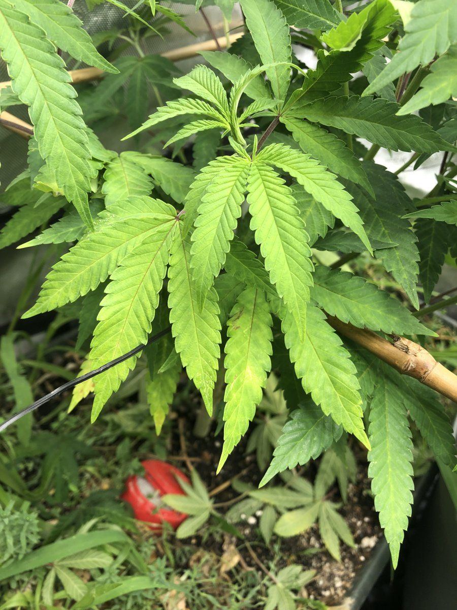 Issues with one of my plants 3