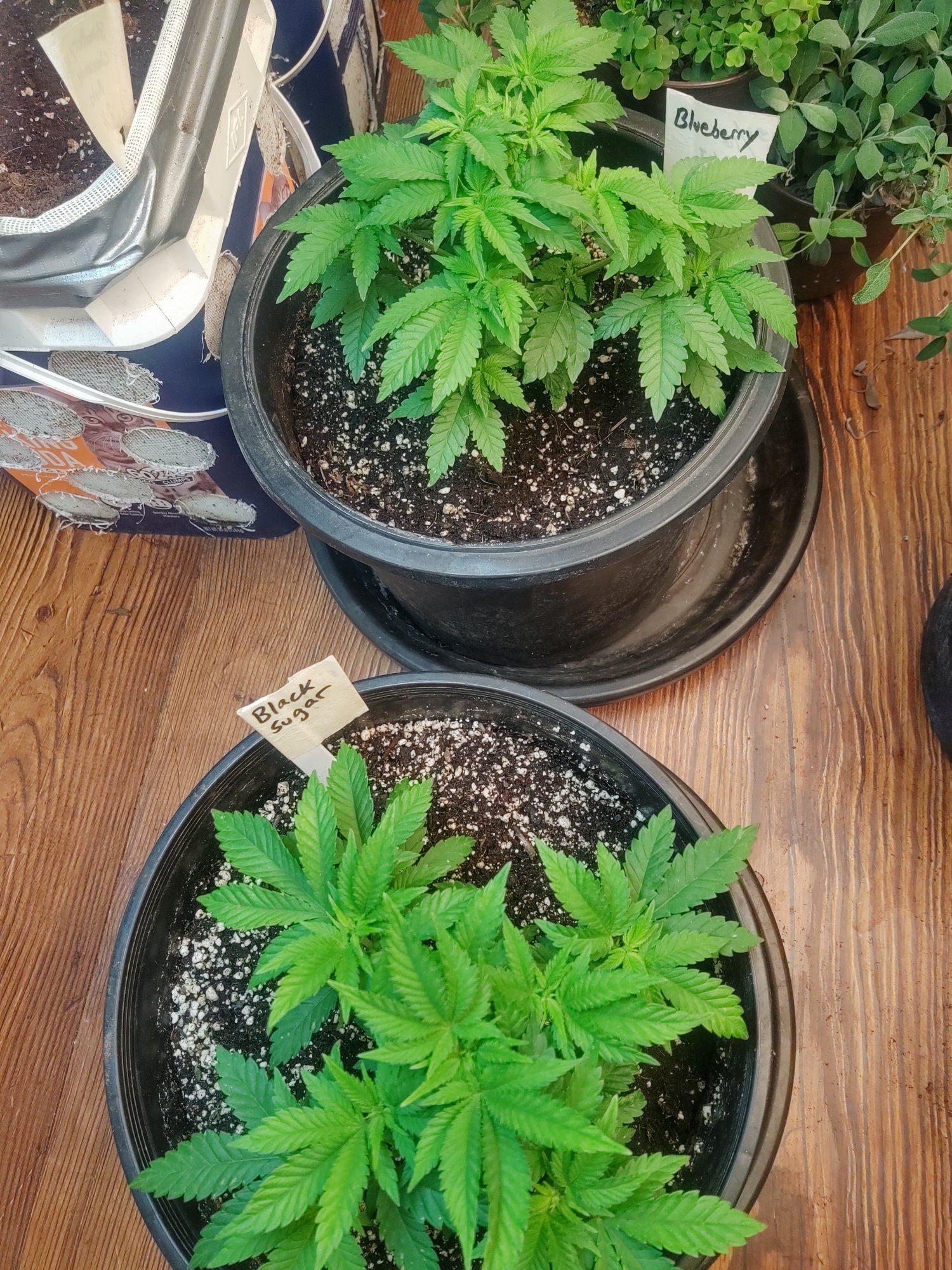 Issues with slowed growth and spots 2