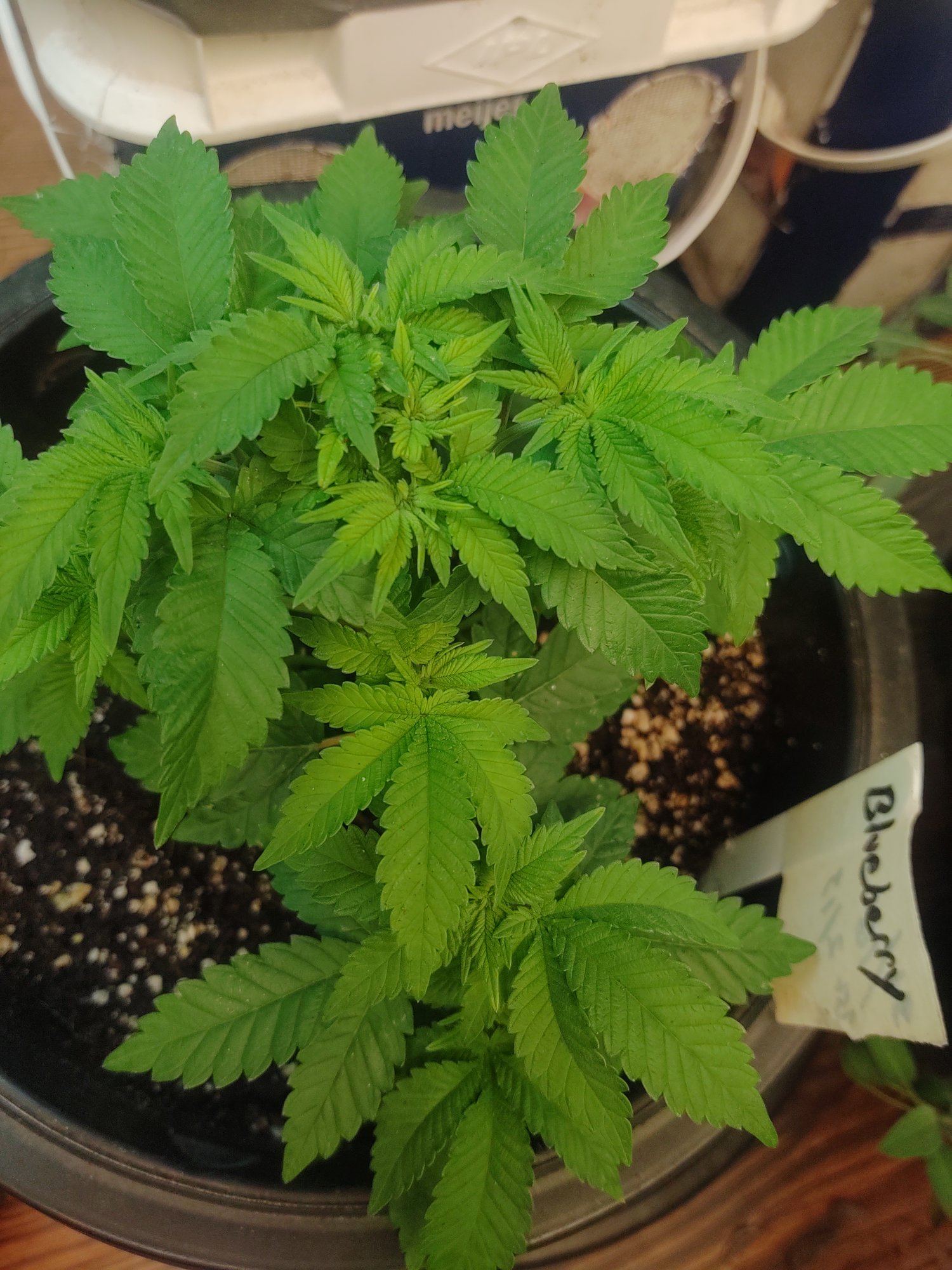 Issues with slowed growth and spots 7