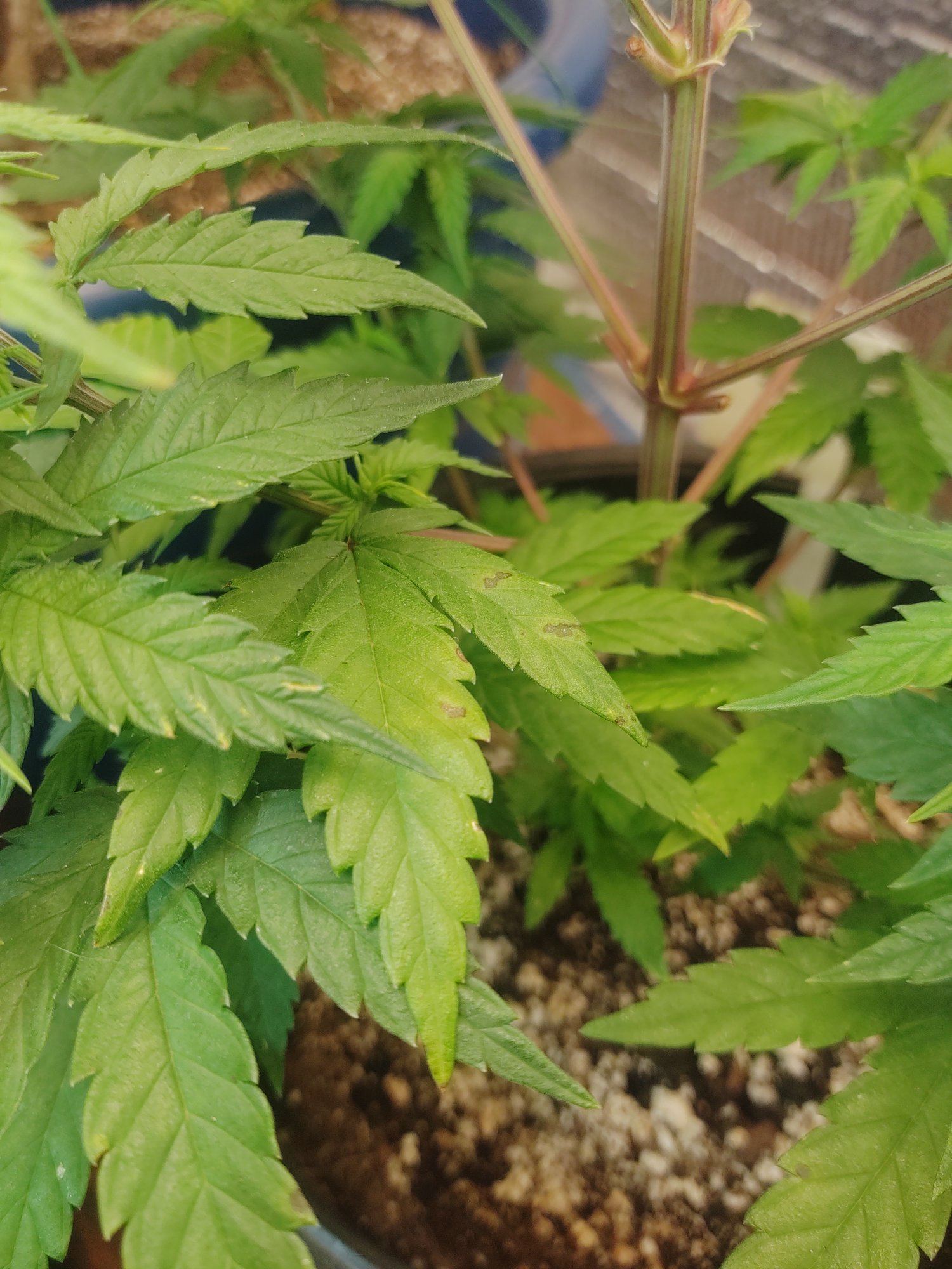 Issues with slowed growth and spots
