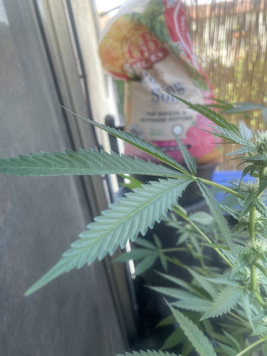 Issues with taco leaves and pistils