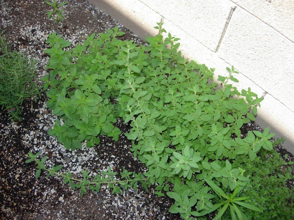 Italian oregano