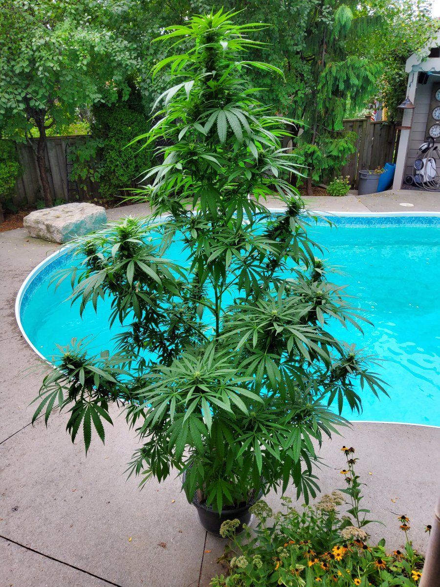 Its grow time my one gallon outdoor grow 3