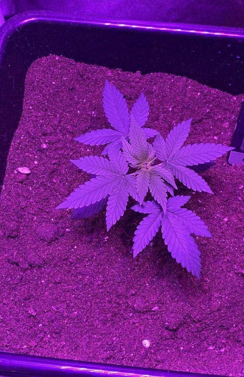 Ive been told that my plant is not very big can i ask for some friendly advice 2