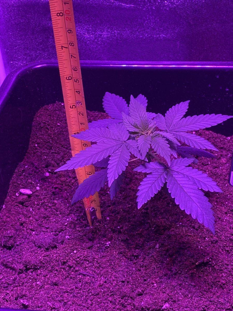 Ive been told that my plant is not very big can i ask for some friendly advice