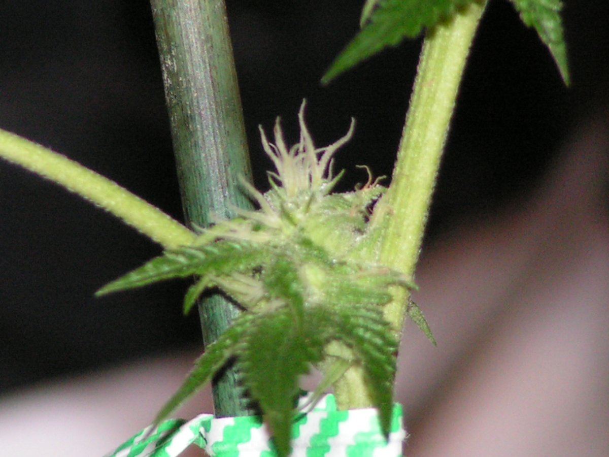 IX1 2 SEEDS