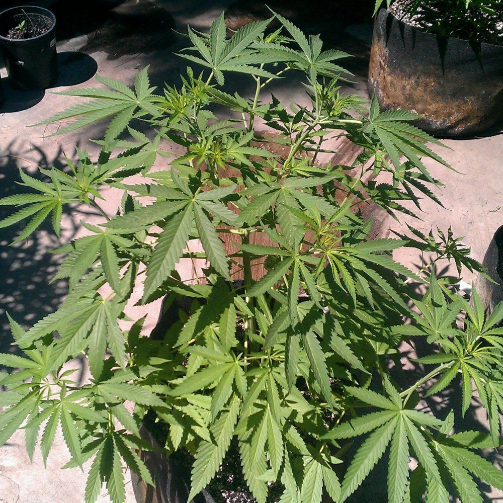 Jabbawocky pre flo