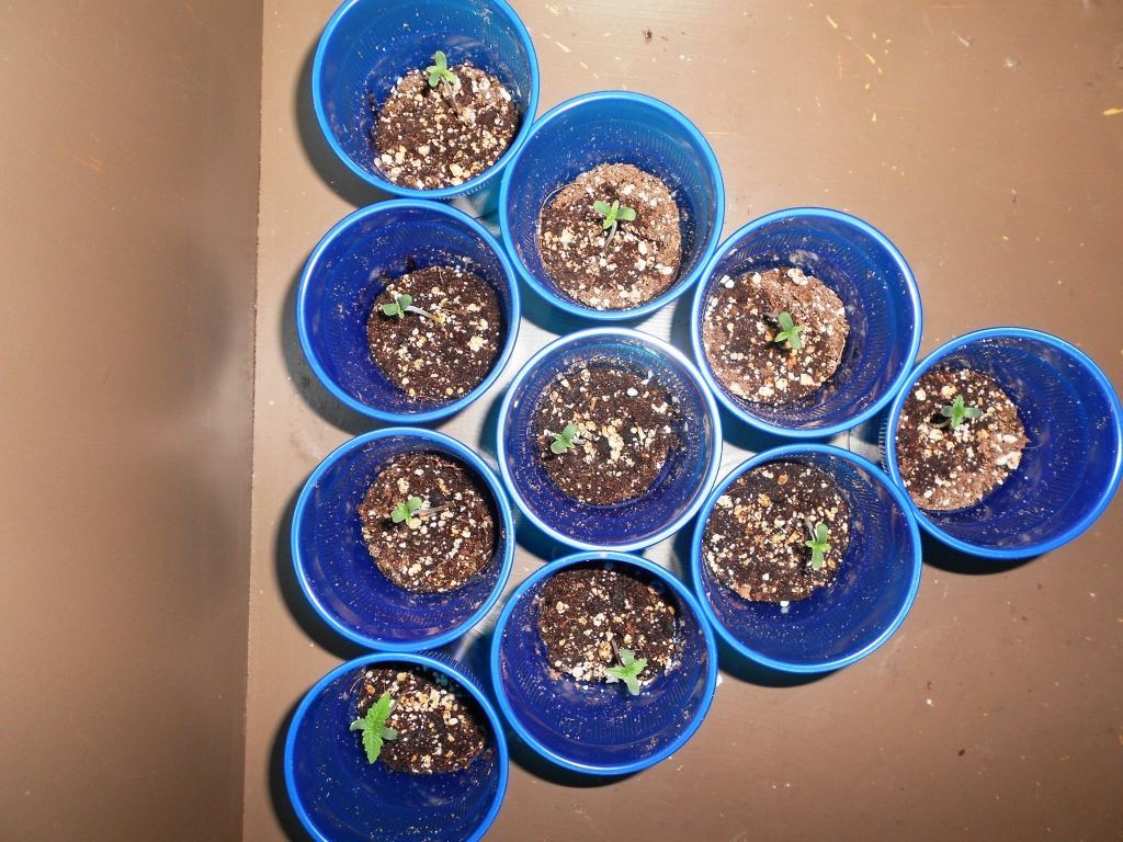 Jack Frost x Romulan week 1