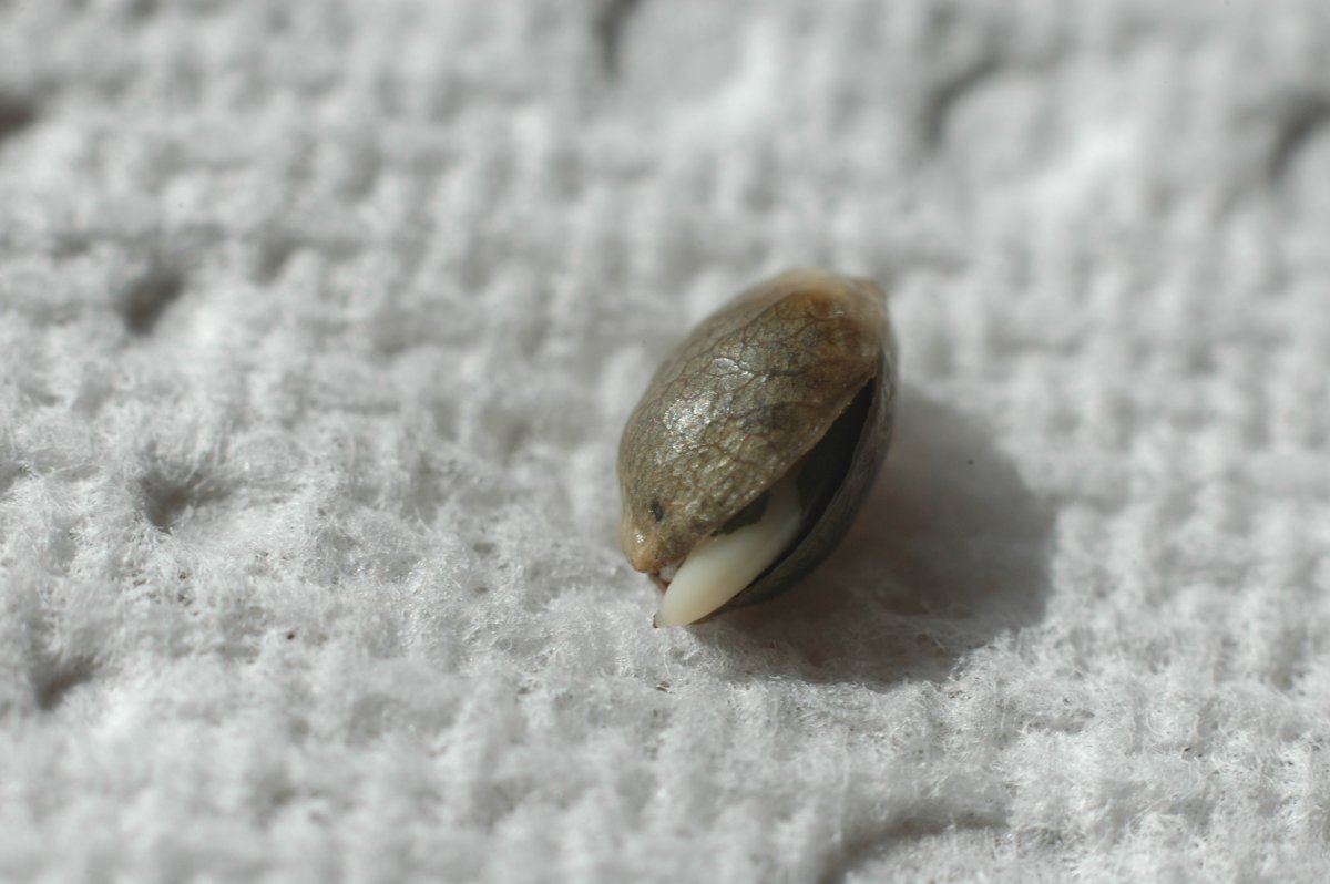 jack germ 11.JPG