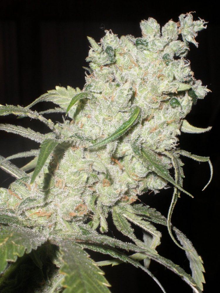 Jack herer 2