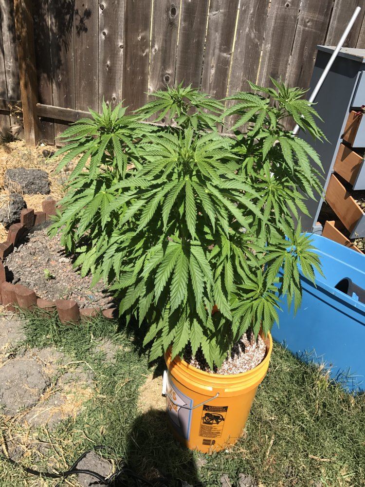 Jack herer 2017 1 in ground 1in coco 2