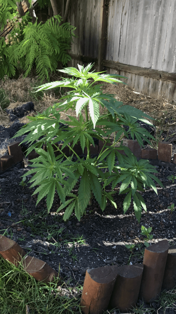 Jack herer 2017 1 in ground 1in coco 7