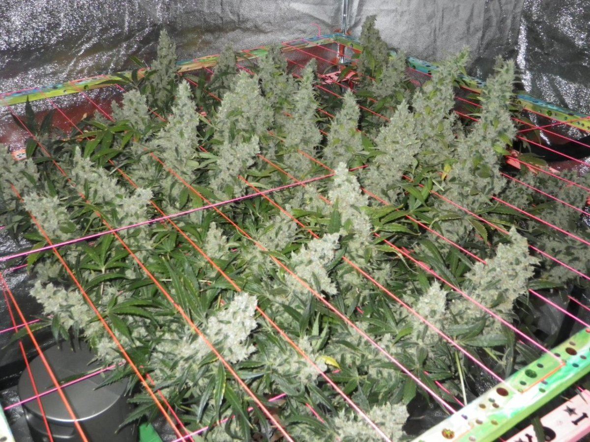 Jack herer  75 dayz flower 002