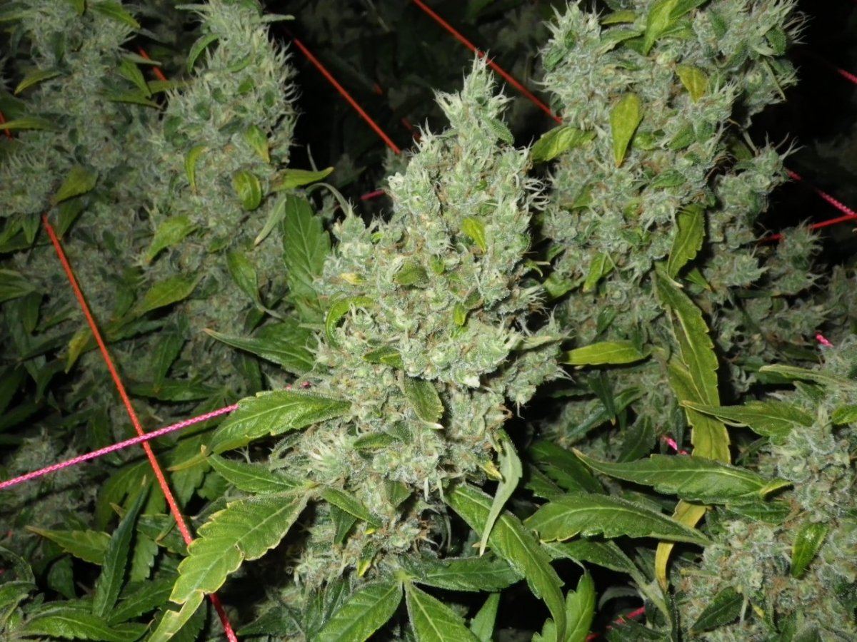 Jack herer  75 dayz flower 004