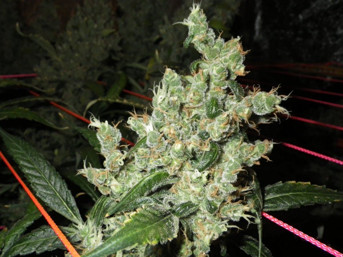 Jack herer  75 dayz flower 008