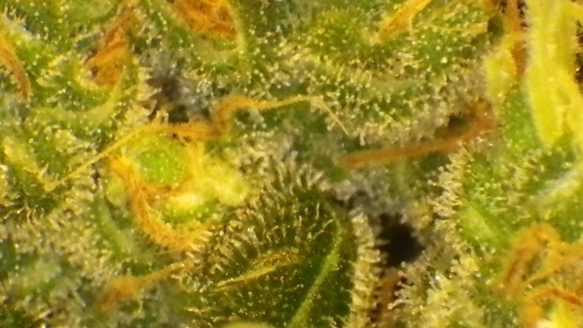 Jack herer  75 dayz flower 020