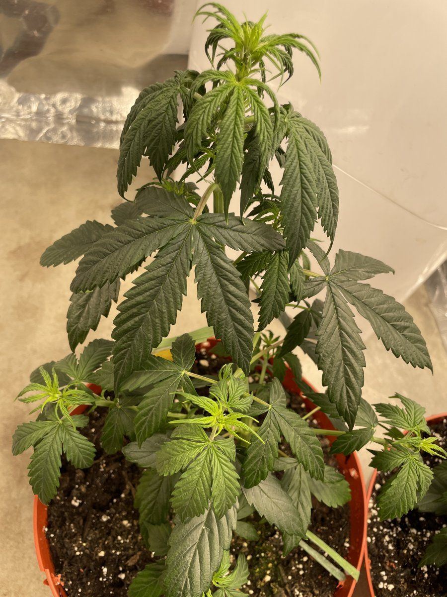 Jack herer auto twisted new growth from the beginning 3
