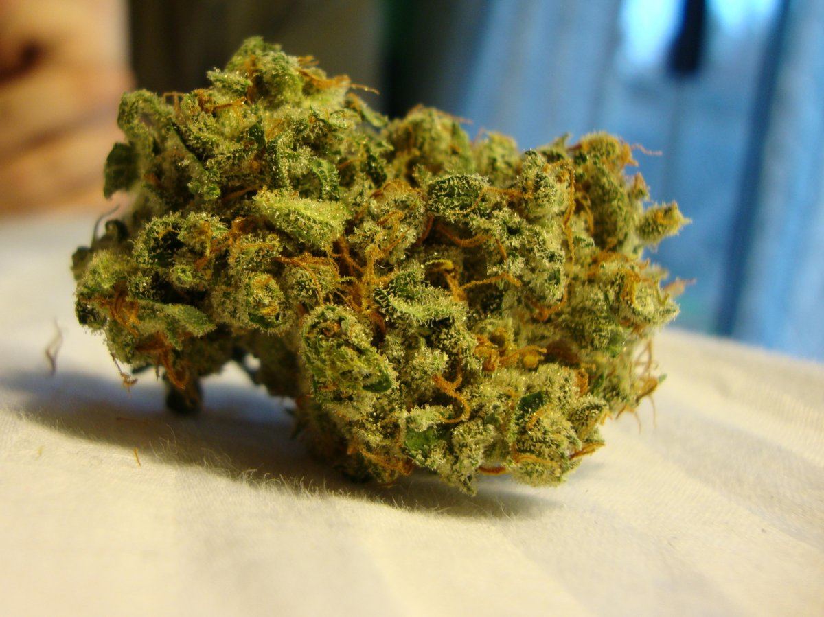 Jack Herer BPCC