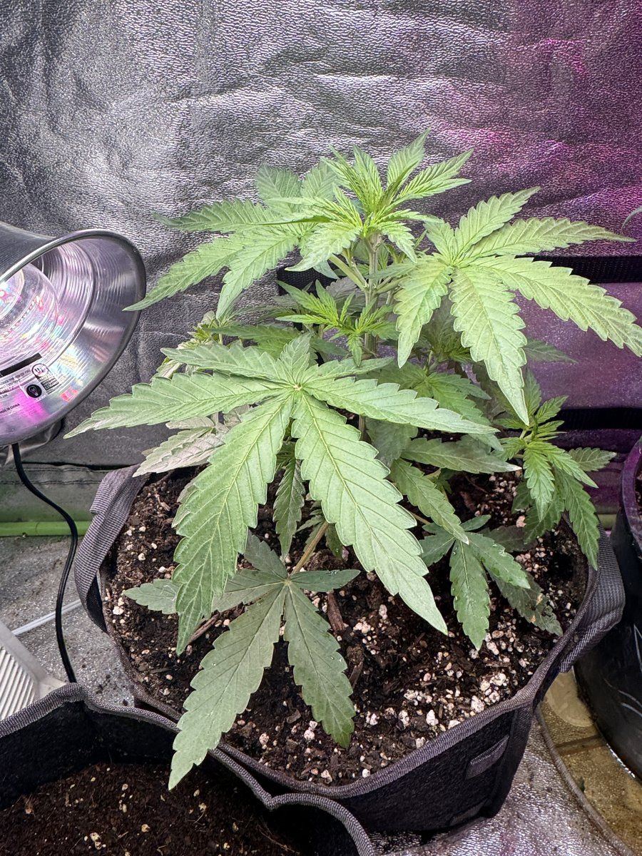 Jack herer day 31 and showing 2