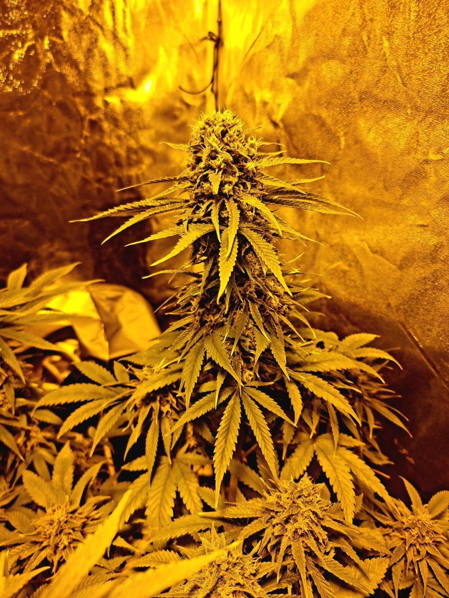 Jack herer getting there eventually 3