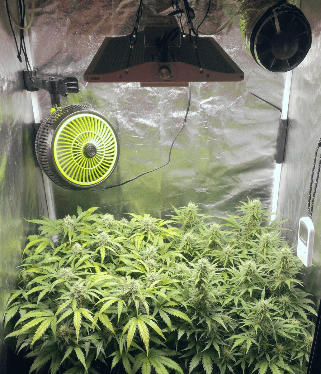 Jack herer grown under viparspectra xs2000