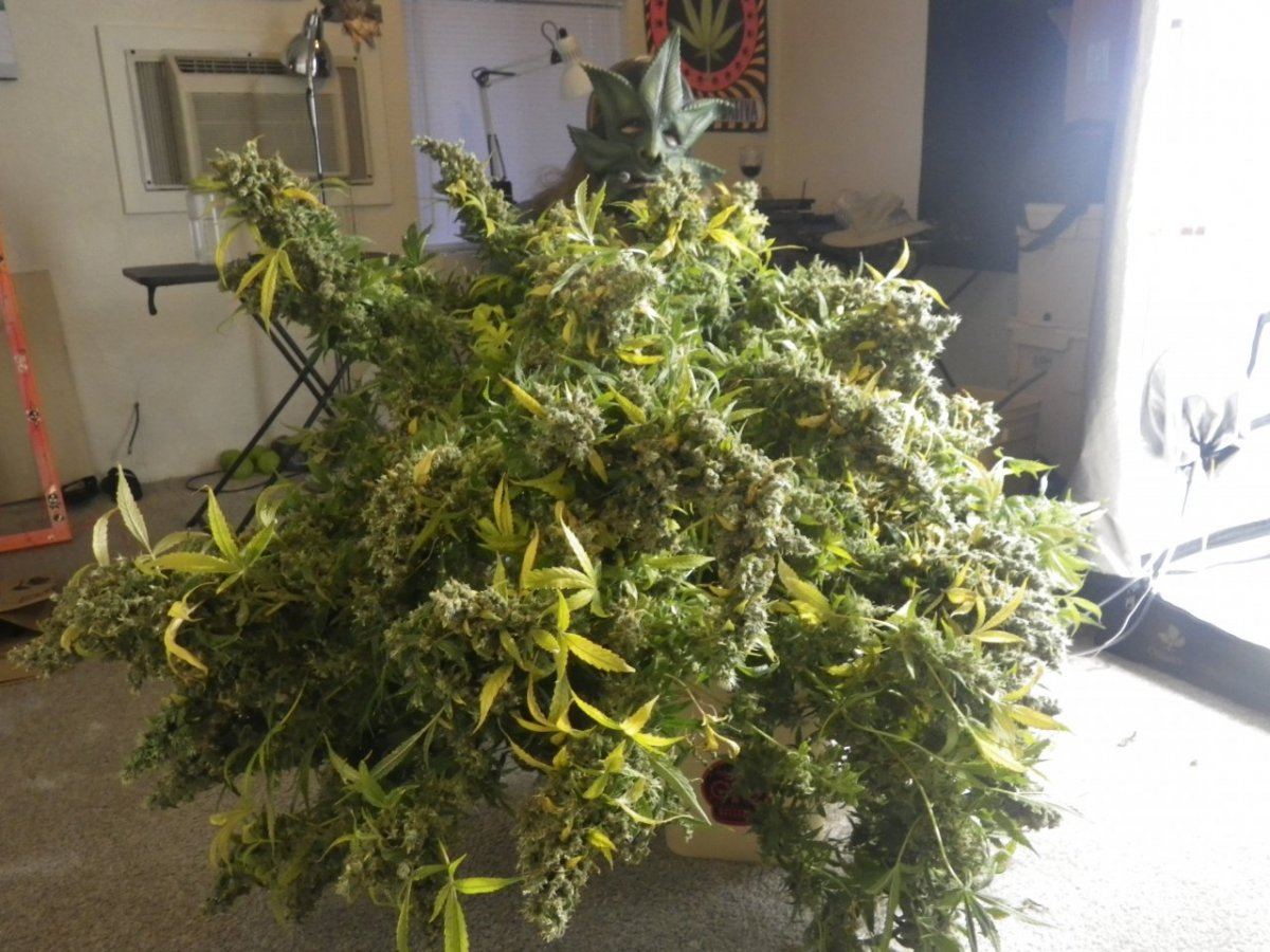 JacK Herer Harvest 10 2013 018