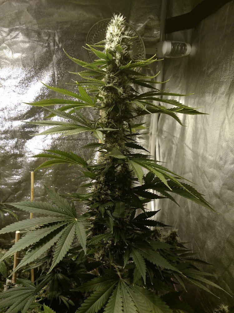 Jack Herer