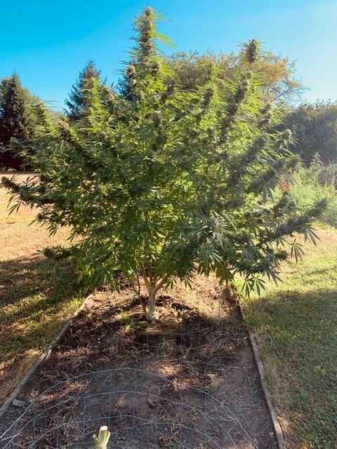 Jack herer outdoor ready to harvest 2