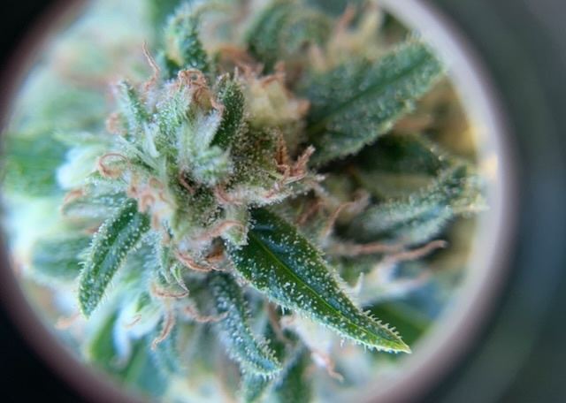 Jack herer outdoor ready to harvest 3