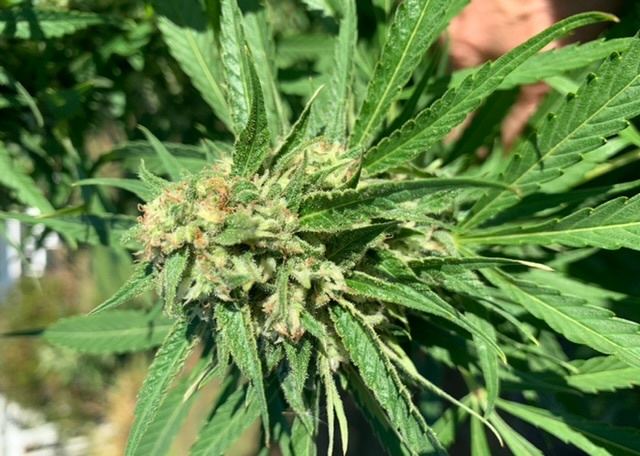 Jack herer outdoor ready to harvest 4