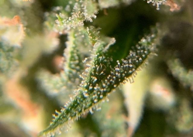 Jack herer outdoor ready to harvest