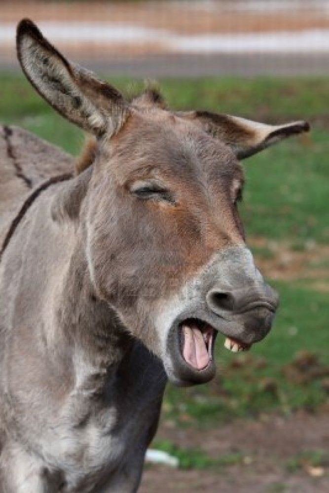 Jackass