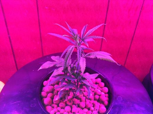 JackHerer