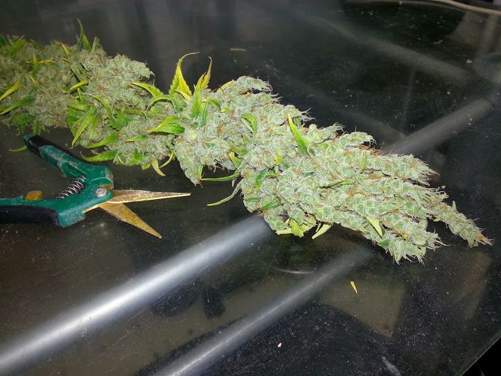 JackHerrer