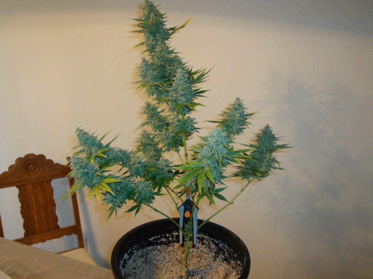 Jacks cleaner picsnuther 1st grow 3