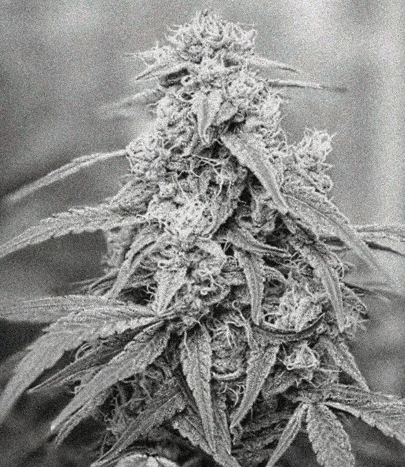 Jag33