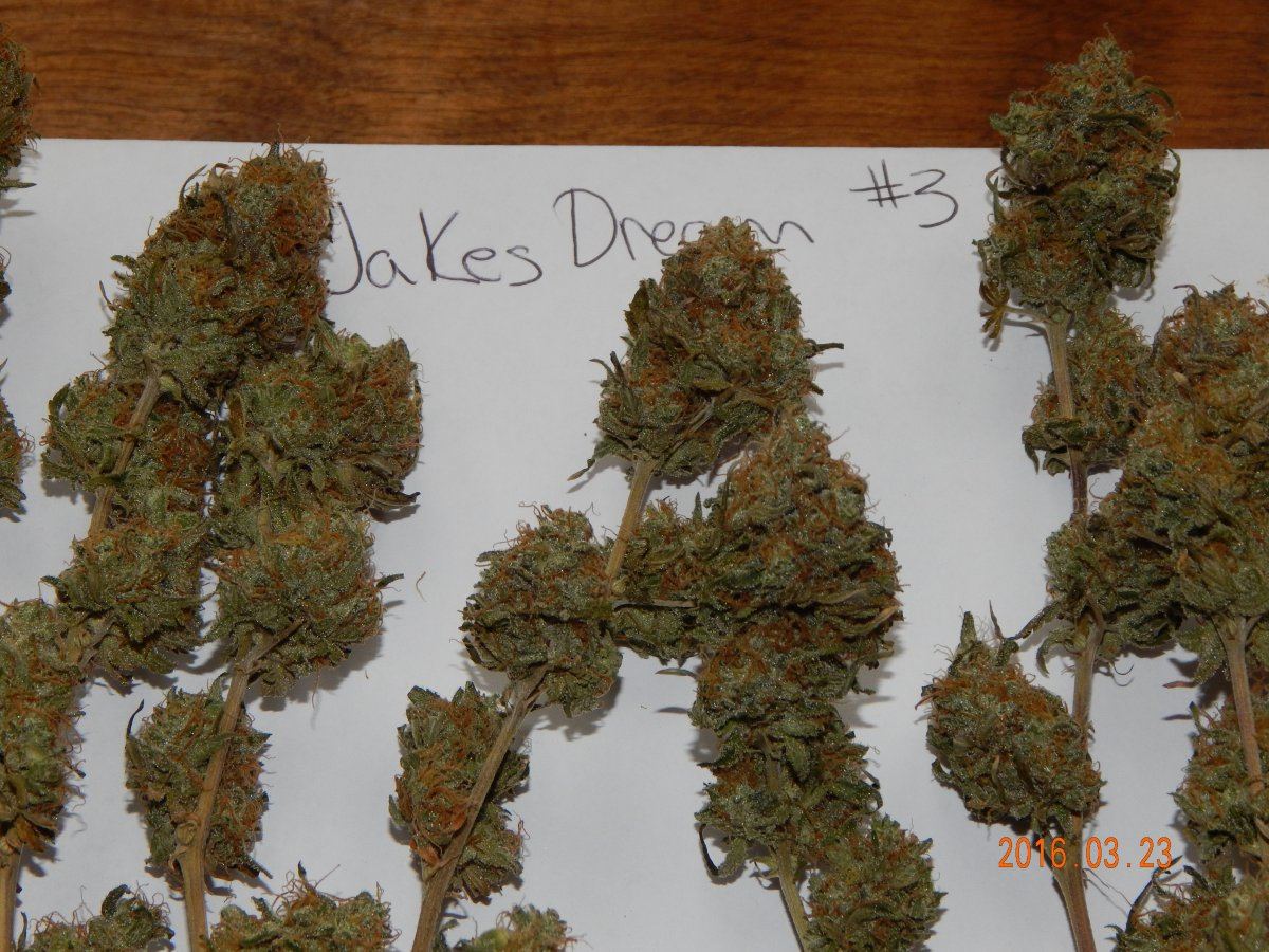 Jakes dreams 002