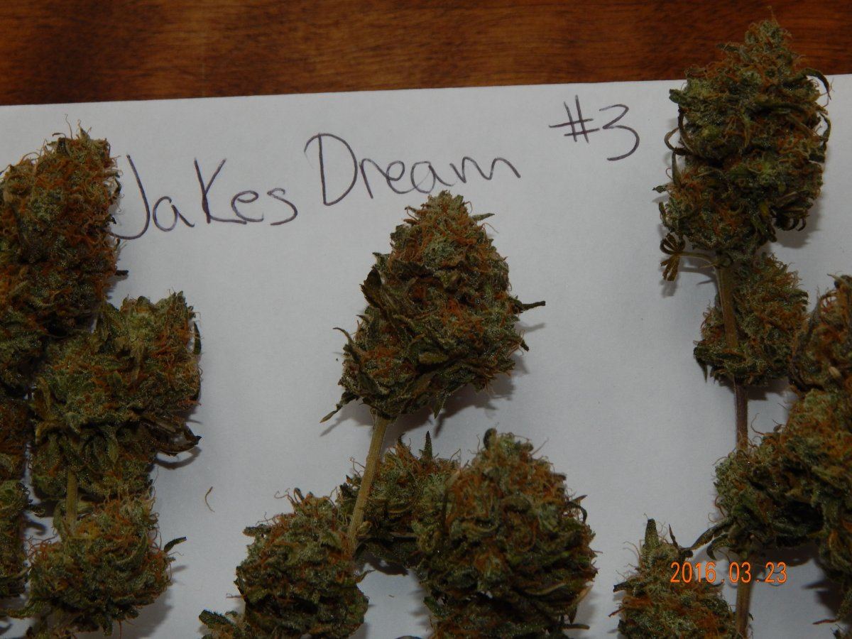 Jakes dreams 010
