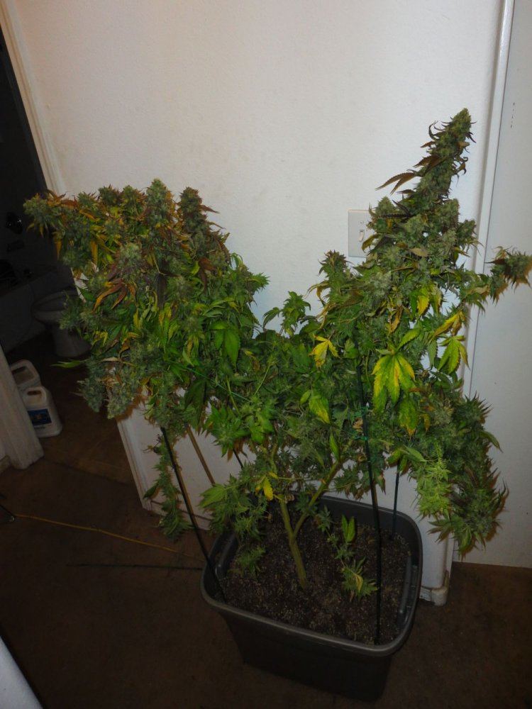 Jam22
