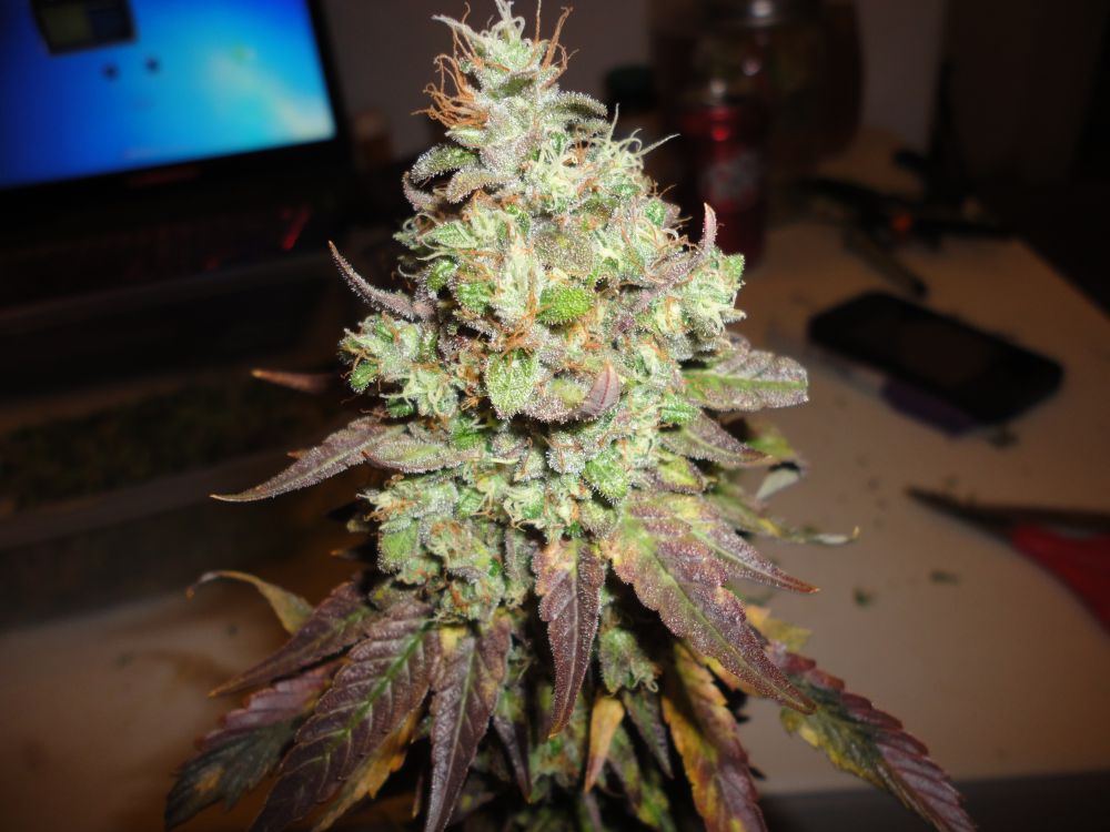 Jam24