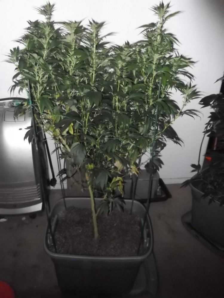 Jamaican og2
