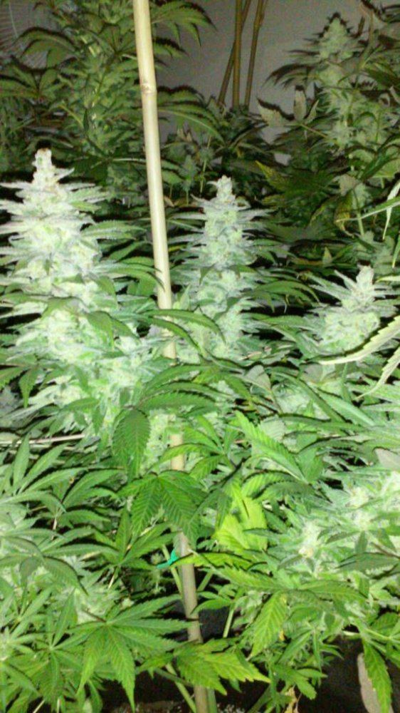 Jamaican Voodoo1 52days