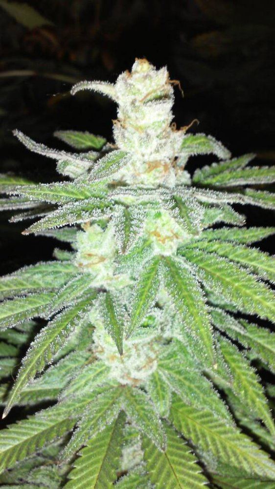 JamaicanVoodoo1 cola