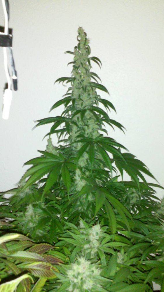 JamaicanVoodoo2